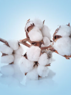 NG หัวน้ำหอม Clean Fresh cotton 003158