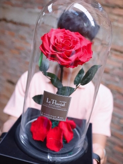 Timeless Rose Box Set (Pre-Order)