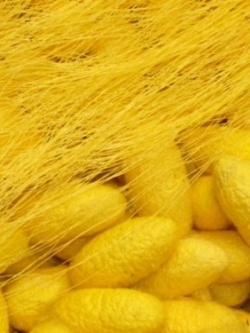 เส้นไหมสีทอง 10g