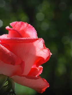 หัวน้ำหอม Morning Rose 003359