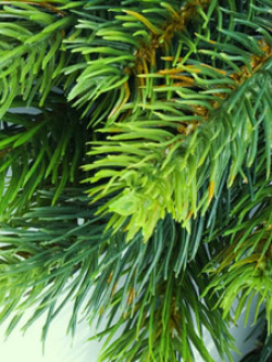 Ng หัวน้ำหอม Balsam 000415