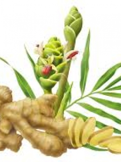 หัวน้ำหอม ไพล 002666 ไม่เร่งเทรซ / เร่งแบบรับเมือทัน