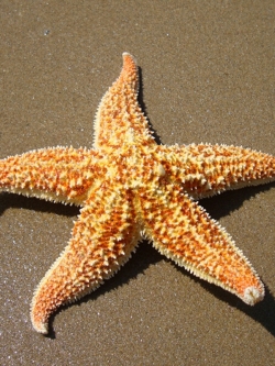 สารสกัด ปลาดาว Starfish Extract 50g