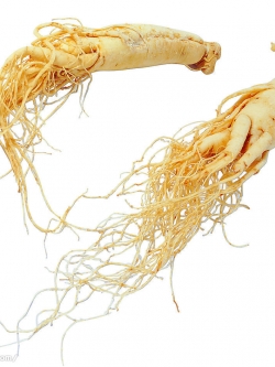 โสมเกาหลี ชนิดผง Ginseng Extract Powder, 10% Ginsenoside 25g (MAS) 000178