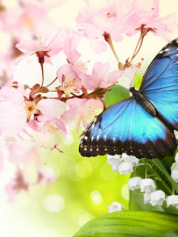 NG หัวน้ำหอม Butterfly Hugs Fragrance 000397