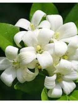 หัวน้ำหอมกลิ่นดอกแก้ว 002672