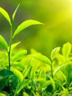 ผงชาเขียว 50g