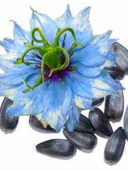 Borage Seed Oil 50ml 000669