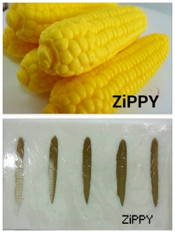 แม่พิมพ์ซิลิโคน ข้าวโพด 5 ช่อง 100g สั่งผลิตขั้นต่ำ 2 ชิ้น IJPU
