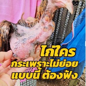 ไก่กระเพาะอาหารไม่ย่อย