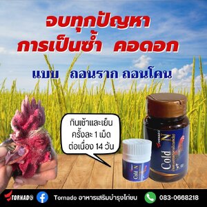 หยุดการเป็นคอดอกซ้ำซากของไก่ชน