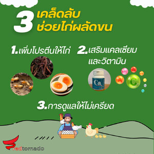 3 เคล็ดลับช่วยไก่ผลัดขน