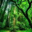 หัวน้ำหอม Rain forest 003537