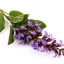 Essenstail Clary Sage Oil น้ำหอมหอมระเหย คลารี่ เสจ 30 ml. 006490