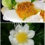 หัวน้ำหอม เกสรบุนนาค 002883