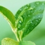 หัวน้ำหอม green tea 000863