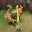 (Pre-order30day)Flowersong Tempest